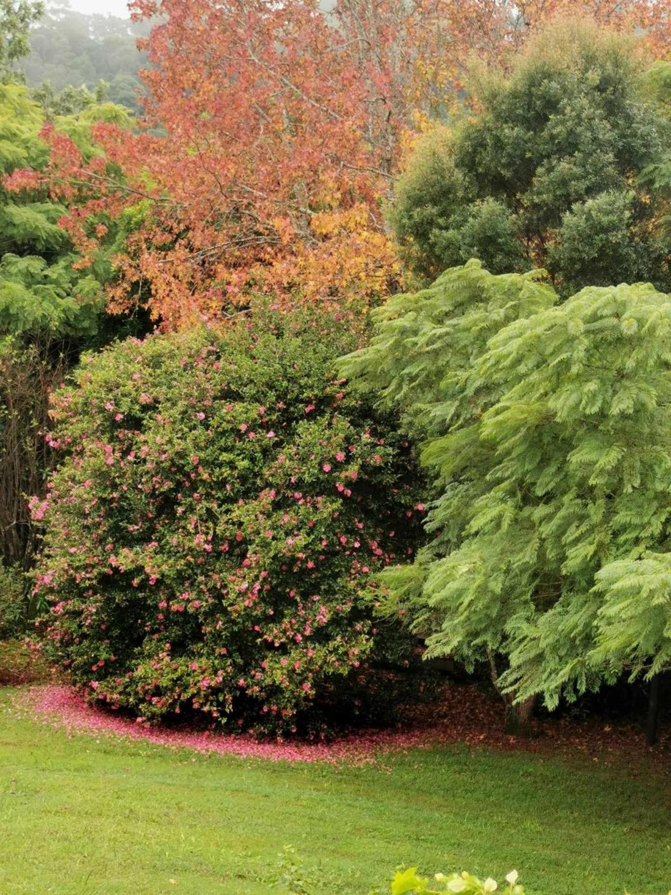 Wyndover Mountain Retreat Beechmont Εξωτερικό φωτογραφία